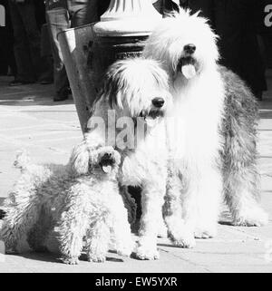 Der Hund, die hat zu gähnen zu bestellen. 27. März 1973 fand ein Vorsingen in Broad Court aus Drury Lane, London, um einen ruhigen gelangweilt Mischling Hund, in der Lage, auf ein Stichwort Gähnen zu finden. Der Hund musste für den Teil der Krabbe in den Felsen musikalische "zwei Herren von Veron Stockfoto