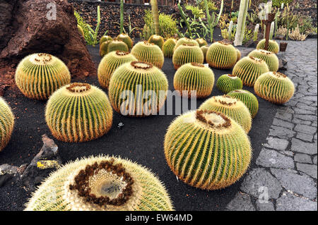 Lanzarote, Kanarische Inseln. Kugel-wie Kakteen wachsen in einem Kaktus-Park, entworfen von dem Künstler Cesar Manrique. Stockfoto