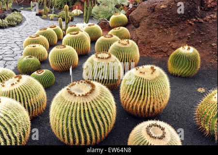 Lanzarote, Kanarische Inseln. Kugel-wie Kakteen wachsen in einem Kaktus-Park, entworfen von dem Künstler Cesar Manrique. Stockfoto