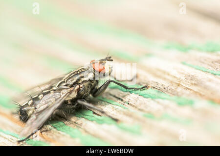 Gemeinsames Haus Fliege (Musca Domestica) Makro auf Grünholz Stockfoto