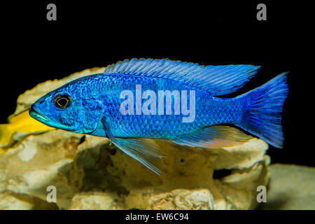 Cichlid Fische von See Malawi im Aquarium. Stockfoto