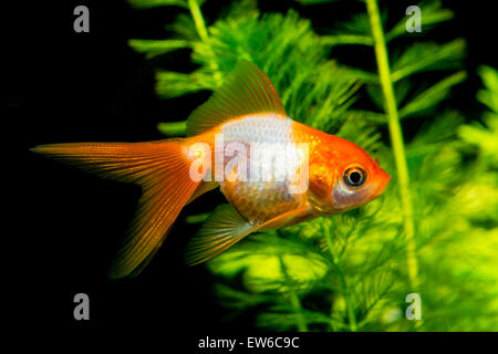 Weiß orange Goldfisch im Aquarium mit schönen Hintergrund. Stockfoto