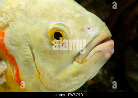 Porträt von Cichlid Fisch aus der Gattung Astronotus im Aquarium. Stockfoto