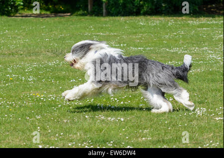 Old English Sheepdog (Dulux Hund) läuft über den Rasen in einem Park. Stockfoto