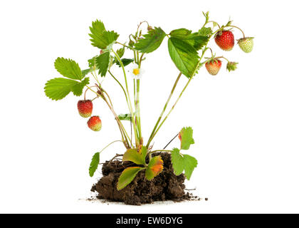 Erdbeere Pflanze mit Wurzeln und Erde isoliert auf weißem Hintergrund Stockfoto