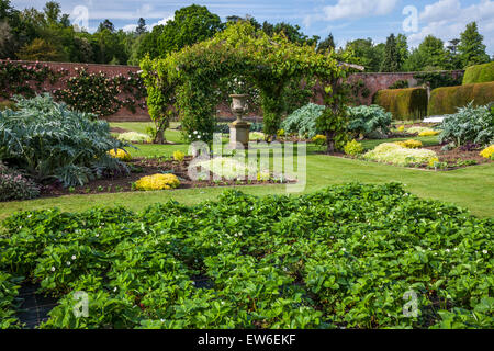 Der Gemüsegarten in den ummauerten Gärten von Bowood House in Wiltshire. Stockfoto