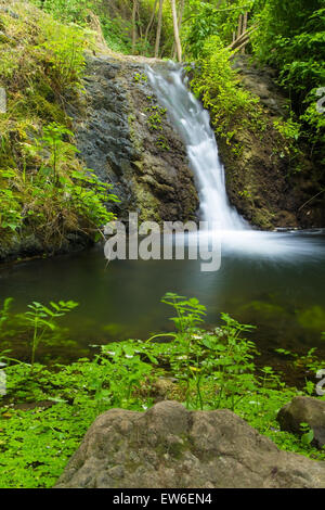 Gran Canaria, Federn Naturschutzgebiet Barranco de Azuaje zwischen Moya und Firgas, einer der ganz wenigen Wasser auf der Insel, kleine casc Stockfoto