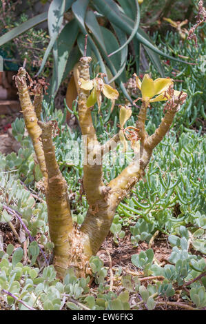 Die Butter oder Botterboom Baum, Tylecodon Paniculatus, ist eine sommergrüne Sukkulente wächst bis zu 3m Stockfoto