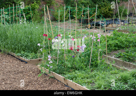 Lathyrus Latifolius. Süße Erbsen wachsen in Gemüsebeete Waterperry Gardens, Oxfordshire, England Stockfoto