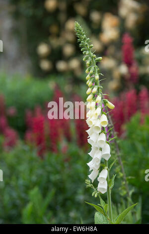 Digitalis Purpurea F. Albiflora. Weiß blühende Fingerhut Stockfoto