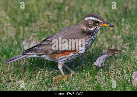 Rotdrossel (Turdus Iliacus) auf Futtersuche auf Grünland Stockfoto