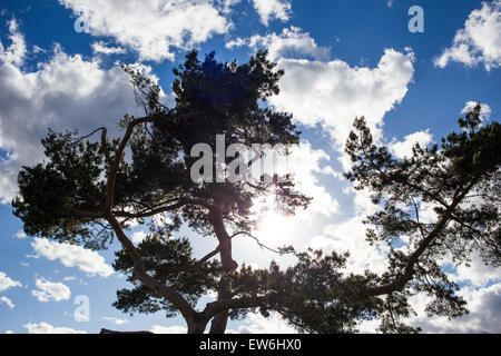 Silhouette der Kiefer gegen einen bewölkten Himmel Hintergrundbeleuchtung von der Sonne Stockfoto