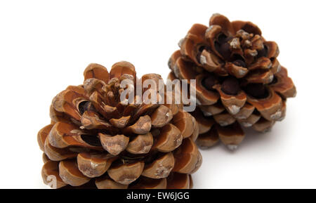 Kegel der Zirbe, Pinus Pinea, mit einigen der Muttern noch in isoliert auf weißem Hintergrund Stockfoto