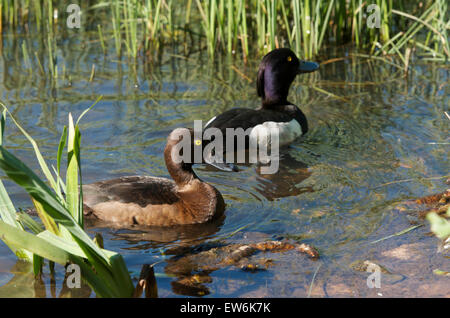 Reiherenten paar auf Bingham Teich, Glasgow. Stockfoto