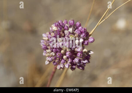 Flora von Gran Canaria - Blumen Allium Ampeloprasum, wilder Lauch Stockfoto