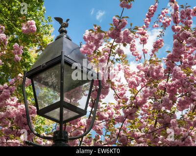 Gas-Mantel Straßenlaterne, Washington Square Park im Frühling, Greenwich Village, NYC, USA Stockfoto