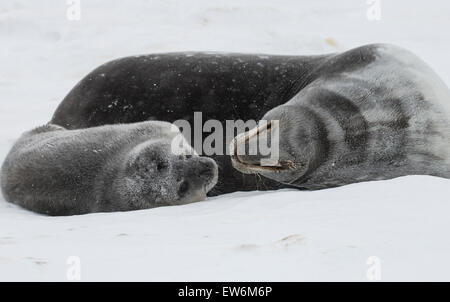 Weddell Seal Mutter und Welpe. Stockfoto