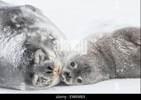 Weddell Seal Mutter und Welpe. Stockfoto