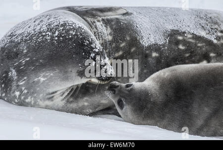 Weddell Seal Mutter und Welpe. Stockfoto