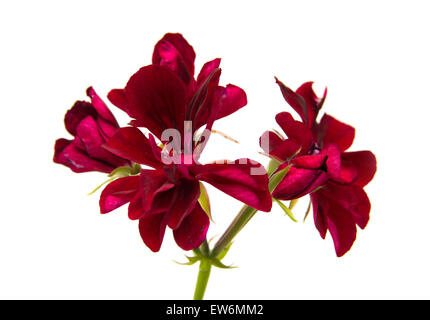 sehr geehrter roten Pelargonien Blume isoliert auf weiss Stockfoto