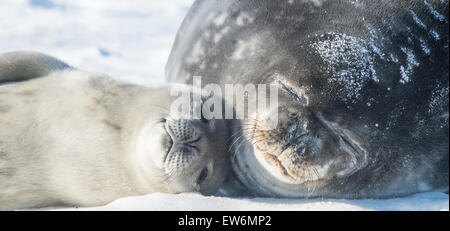 Weddell Seal Mutter und Welpe. Stockfoto