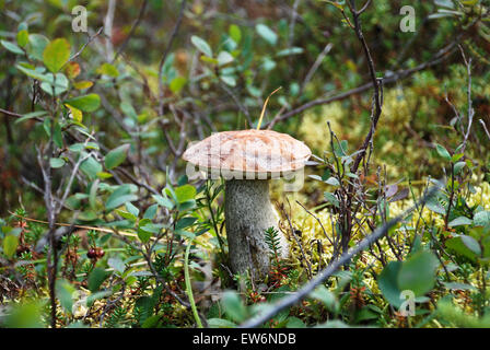 Am Ende des Sommers in der Tundra überall sichtbar Ernte der Pilze. Rentiere nicht vorbei. Stockfoto