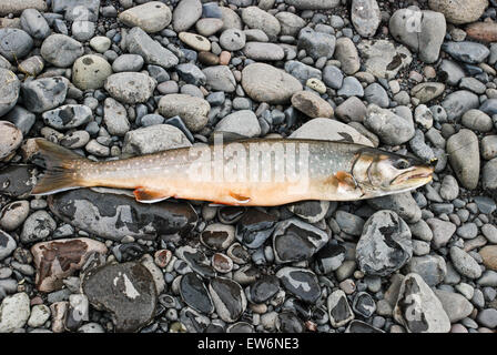 Auf dem Weg der Fischerei wird nicht nur ein Sport, sondern auch ein Mittel, um die Tabelle zu diversifizieren. Stockfoto