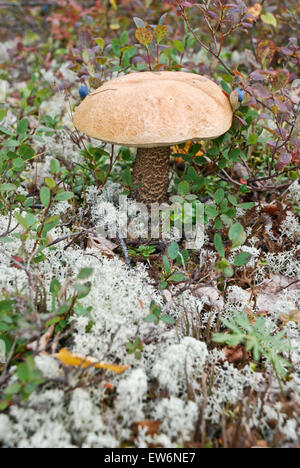 Am Ende des Sommers in der Tundra überall sichtbar Ernte der Pilze. Rentiere nicht vorbei. Stockfoto