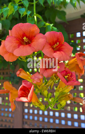 Campsis Radicans 'Indian Summer' Trumpet Vine oder Trompete Creeper Cluster von Blumen. Stockfoto
