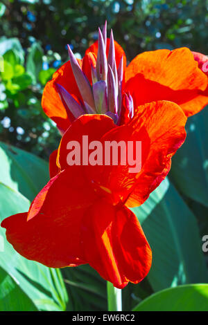 Rote Canna Lily blühende Pflanze in einem Garten. Stockfoto
