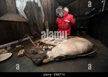 Man untersucht den Inhalt aus dem Inneren des Kapitän Scotts Terra Nova Hütte, Cape Evans, Antarktis. Stockfoto