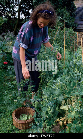 Frau Kommissionierung Erbsen in einem Landschaftsgarten Stockfoto