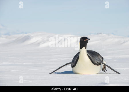 Kaiser-Pinguin Folien auf Bauch auf dem Meereis der Ross-See. Stockfoto