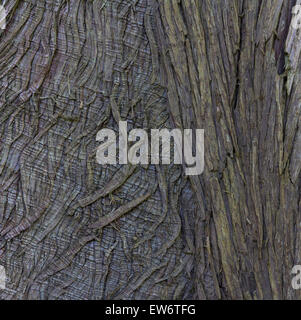 Kontrastierende Texturen bilden eine interessante Zusammenfassung auf der Rinde eines alten Baumes Stockfoto