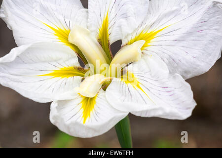 Weiße japanische Iris mit markanten gelben Designs auf die Blütenblätter Stockfoto