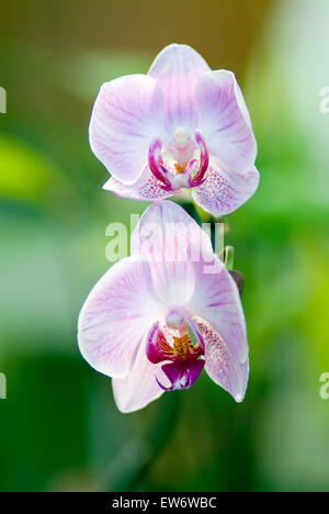 Zwei Orchideen (Phalaenopsis) Blüte Detail Makro Stockfoto
