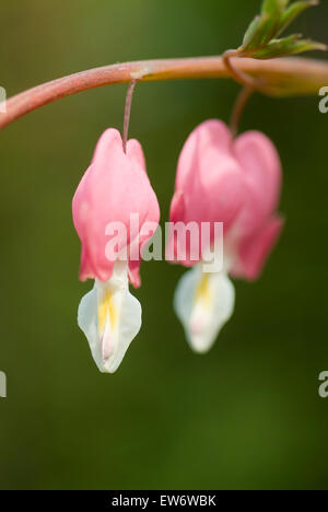 Blüte der Leier-Blume Lamprocapnos Spectabilis Dicentra spectabilis Stockfoto