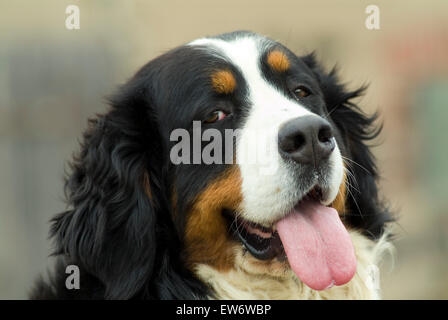 Berner Sennenhund sucht in der Kamera Stockfoto