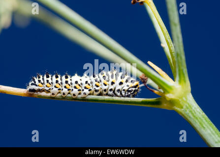 Schwalbenschwanz Schmetterling Raupe Papilio Machaon auf Fenchel Stockfoto