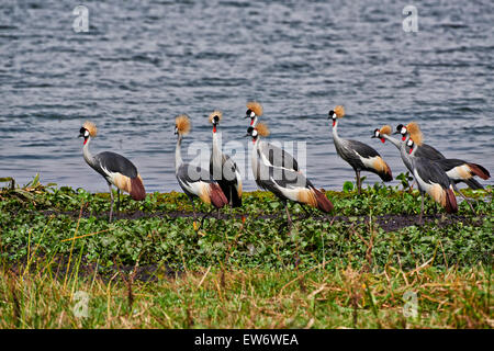 Schwarm von schwarzen gekrönte Kräne, Balearica Pavonina, Murchison Falls National Park, Uganda, Afrika Stockfoto