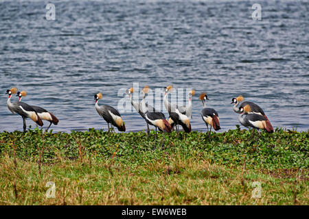 Schwarm von schwarzen gekrönte Kräne, Balearica Pavonina, Murchison Falls National Park, Uganda, Afrika Stockfoto