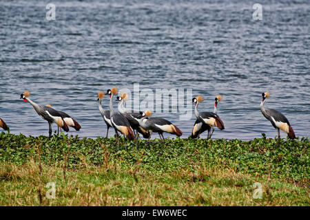 Schwarm von schwarzen gekrönte Kräne, Balearica Pavonina, Murchison Falls National Park, Uganda, Afrika Stockfoto