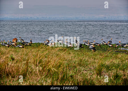 Schwarm von schwarzen gekrönte Kräne, Balearica Pavonina, Murchison Falls National Park, Uganda, Afrika Stockfoto