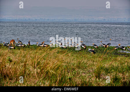 Schwarm von schwarzen gekrönte Kräne, Balearica Pavonina, Murchison Falls National Park, Uganda, Afrika Stockfoto