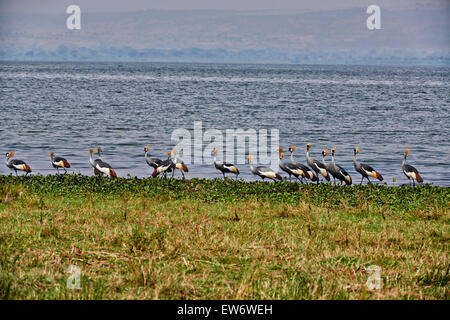 Schwarm von schwarzen gekrönte Kräne, Balearica Pavonina, Murchison Falls National Park, Uganda, Afrika Stockfoto