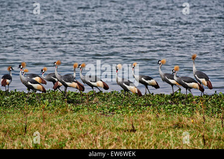 Schwarm von schwarzen gekrönte Kräne, Balearica Pavonina, Murchison Falls National Park, Uganda, Afrika Stockfoto