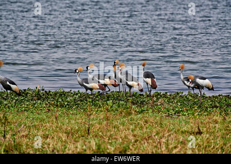 Schwarm von schwarzen gekrönte Kräne, Balearica Pavonina, Murchison Falls National Park, Uganda, Afrika Stockfoto