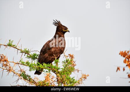 Lange-crested Eagle, Lophaetus Occipitalis, Ishasha Sektor, Queen Elizabeth National Park, Uganda, Afrika Stockfoto