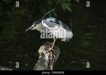 Schwarz-gekrönter Nachtreiher (Nycticorax Nycticorax), auch bekannt als der Nachtreiher am Zoo Prag. Stockfoto