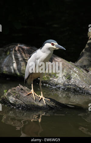 Schwarz-gekrönter Nachtreiher (Nycticorax Nycticorax), auch bekannt als der Nachtreiher am Zoo Prag. Stockfoto